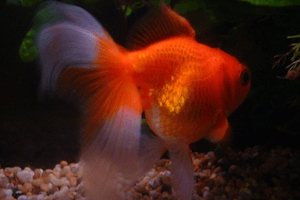 What Causes Bloating in Fish?