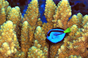 Best Reef Safe Fish