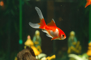 Best Freshwater Community Fish