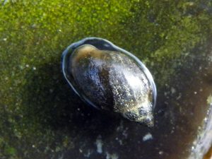 Aquarium Fish Eating Snails