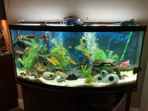 Aquarium placed in a home