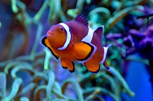 Best Saltwater Fish For Beginners