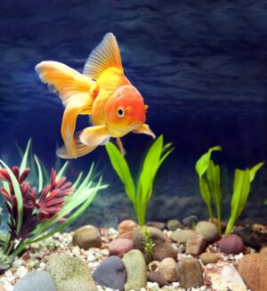 Do Gold Fish Eat poop in Aquarium