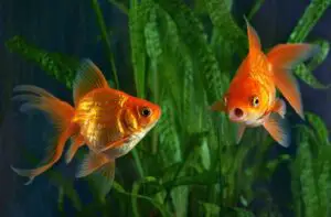 Healthy Aquarium Goldfish