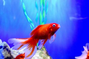 Do Gold Fish Eat Poop In Aquarium