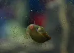 Freshwater aquarium snail