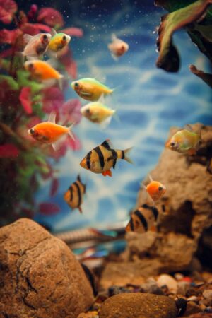 Small Fish Swimming in Aquarium