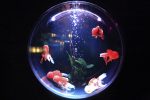 Aquarium bubbles
