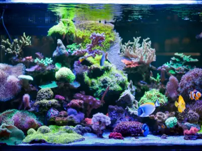 best coral reef aquarium for tang fish - image of very colourful coral reef fish tank 