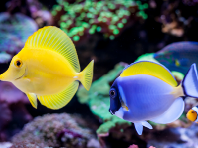 best tang fish for reef aquarium - image of bright yellow tang fish swimming next to a powder blue tang with colourful coral reef aquarium in background