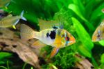 Top freshwater fish for aquarium