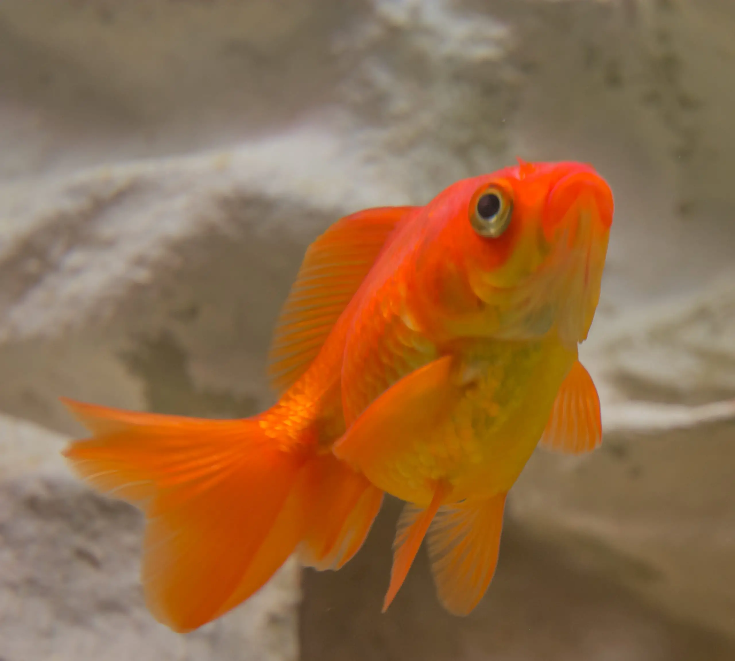 Goldfish 1 2 Scaled 