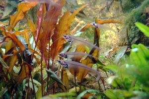 Brown aquarium plant