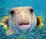 A pufferfish