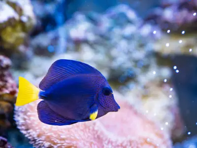 purple tang in best coral reef aquarium - image of beautiful purple tang fish in light filled aquarium with light pink and blue coral reef aquascaping blurred in background