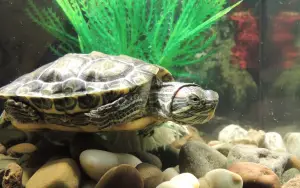 Aquarium pet turtle