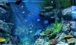 Saltwater aquarium fish