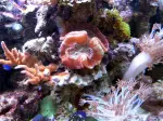 A nano reef coral