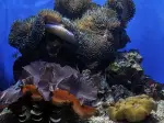 A reef aquarium