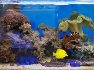 tang fish coral reef aquarium - image of colourful coral reef fish tank with a yellow tang and a clown fish swimming in a colourful coral reef aquarium