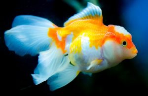 Large goldfish