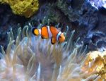 Clownfish Sleeping