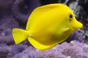 Best Saltwater Fish for 100 Gallon Tank