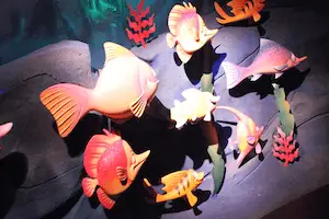 Good Fish for Aquarium