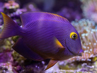 Yellow Eye Kole Tang in beautiful aquarium - image of purple fish with yellow ring around eye, yellow side and bottom fin in beautiful light filled aquascaping in the background
