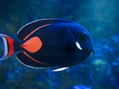 achilles tang in best aquarium - image of dark blue fish with orange mark near tail and thin orange line on both top and bottom fin - blurred aquarium in the background
