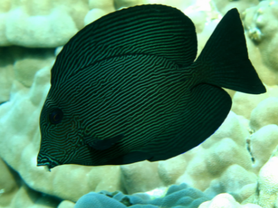 black tang in best salt water aquarium - image of black fish with chevron style lines across its entire body and fins - white rocky aquascaping blurred in the background