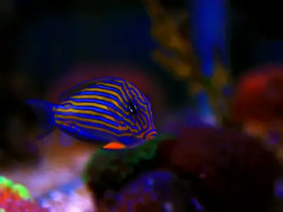 clown tang in colourful aquarium - image of fish with bright blue and orange stripes, blue tail and fins with a bright orange mark on the underside near the mouth 