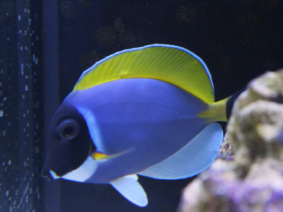powder blue tang in fish tank - image of light blue, mid blue and dark blue with yellow top fin and tail