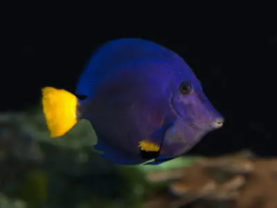 purple tang in salt water aquarium - image of dark purple fish with bright yellow tail and side fin and dots on head swimming in aquarium with dark background