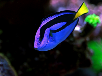 royal blue tang fish in best aquarium - image of mid blue and dark blue fish with yellow tail swimming downward in aquarium, blurred background