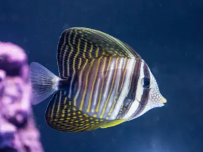 sailfin tang in large salt water aquarium - image of striped white and borwn fish with yellow spots and lines on both top and bottom fins that fan out like a sail, blurred background