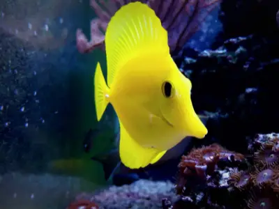 yellow tang in best salt water aquarium - image of bright yellow tang with blurred aquascaping in the background