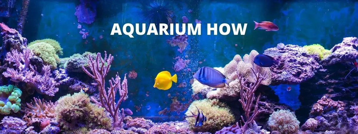 (c) Aquariumhow.com